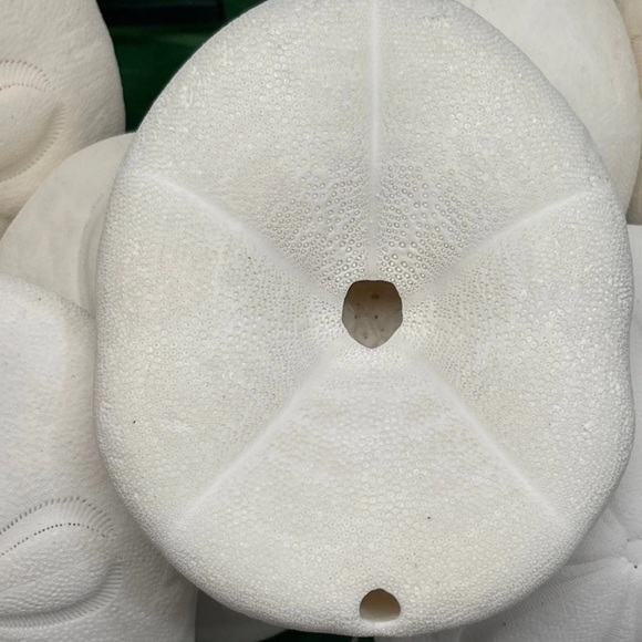 REAL Large Sea Biscuit Sea Urchin Sand Dollar WHITE NAUTICAL COASTAL DECOR - Picture 11 of 13